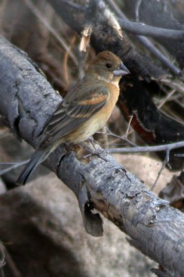 Blue Grosbeak