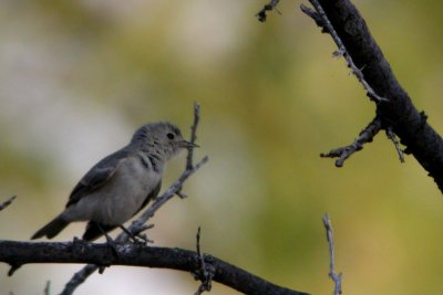 Bell's Vireo