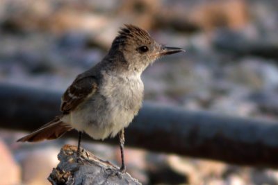 Ash-throated Flycatcher