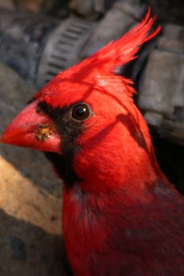 Northern Cardinal