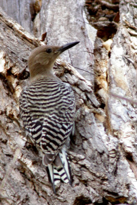 Gila Woodpecker