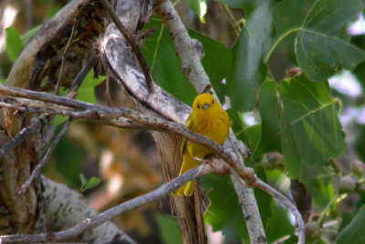 Yellow Warbler