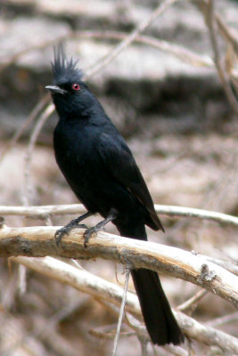 Phainopepla