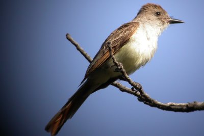 Brown-Crested Flycatcher