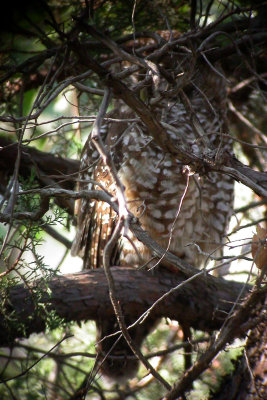 Spotted Owl