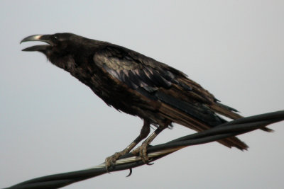 Chihuahua Raven
