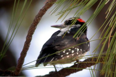 Hairy Woodpecker