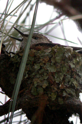Broad-Tailed Hummingbird (nest)