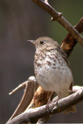 Hermit Thrush