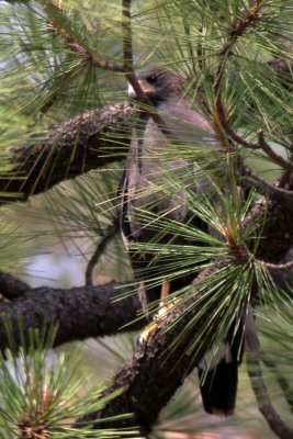 Common Black Hawk