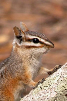 Cliff Chipmonk