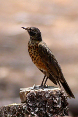 American Robin (juvenile)