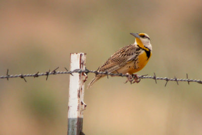 Eastern Meadowlark