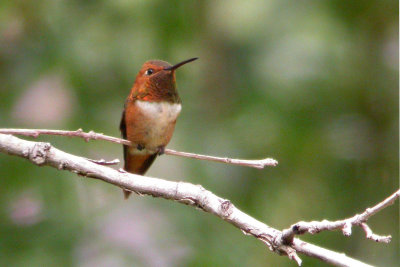 Rufous Hummingbird