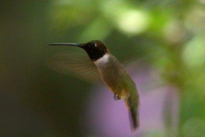 Black-chinned Hummingbird