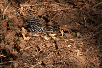 Montezuma Quail