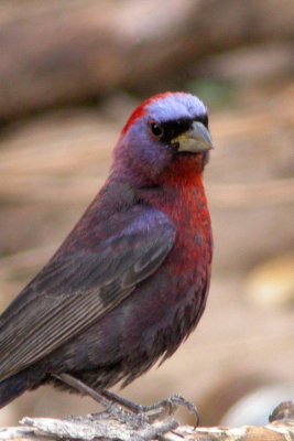 ALL Finch and Bunting Species Together