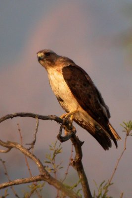 Red-Tailed Hawk