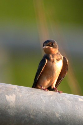 Barn Swallow (juvenile)