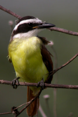 Great Kiskadee