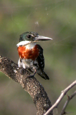 Green Kingfisher