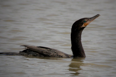 Neotropic Cormorant