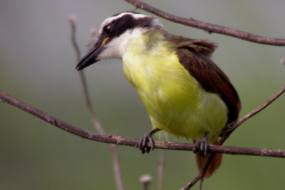 Great Kiskadee