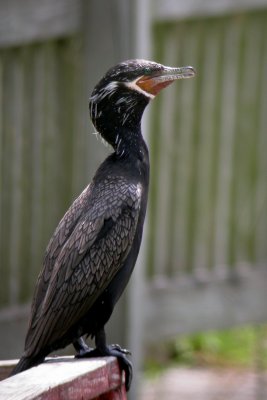 Neotropic Cormorant