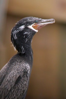 Neotropic Cormorant