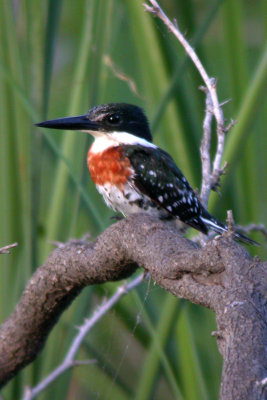 Green Kingfisher