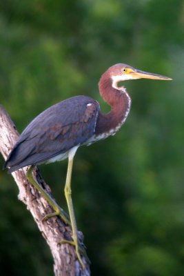 Tri-Colored Heron