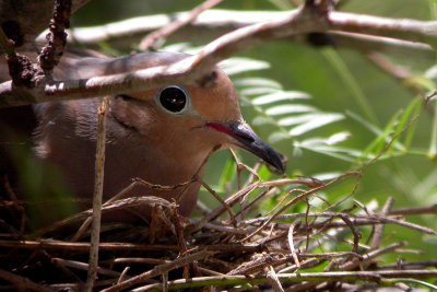 Mourning Dove on nest