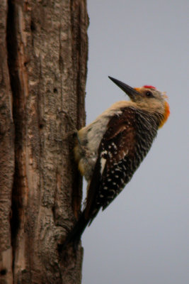 Golden-Fronted Woodpecker