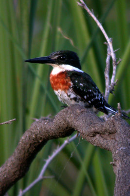 Green Kingfisher