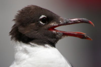 Laughing Gull