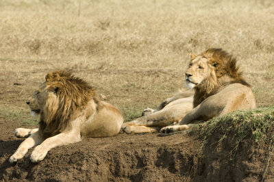 lions10.jpg
