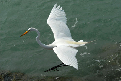 Great egret touching town