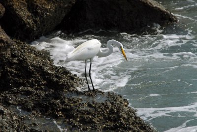 Great egret looking for fish