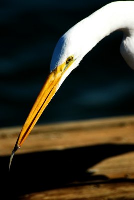 Great egret with minnow