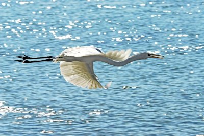 Great egret in flight