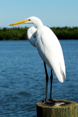 Great egret on post