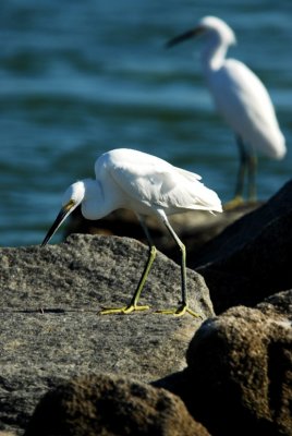 Snowy egret on rock