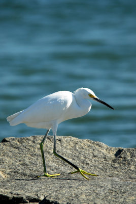 Snowy egret on rock in the sun