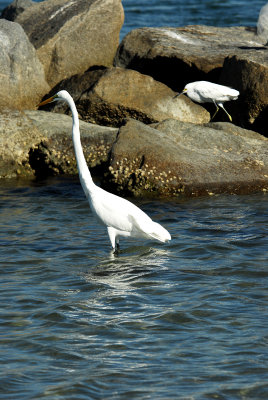 Great egret wading