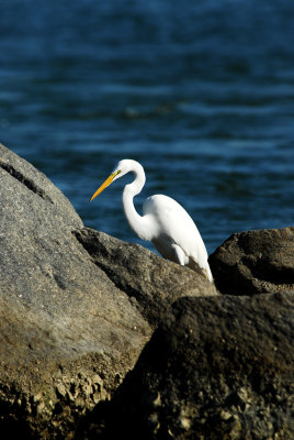 Great Egret behind rock