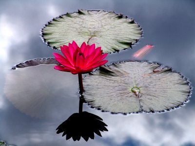 Water Lillies and Lotus