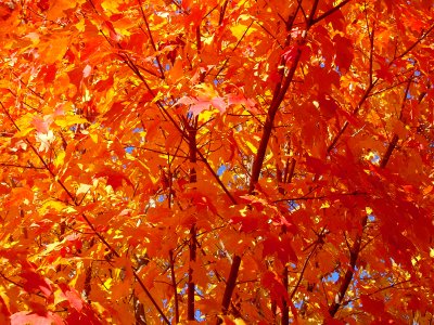Fall Leaves Southern Maryland