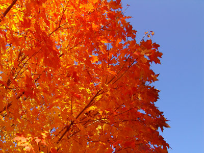 Fall Leaves Southern Maryland