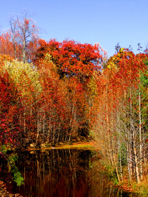 Fall Leaves around pond Southern Maryland