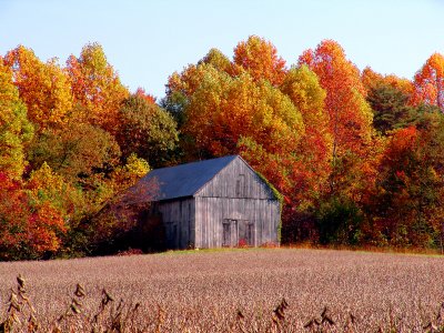 Southern Maryland barn in Autumn closer